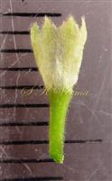  Calyx